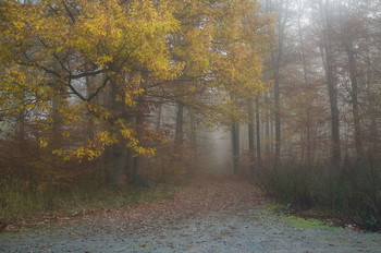 В даль туманную . / Осенний утренний пейзаж в лесу .