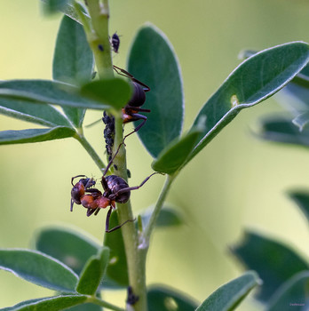 Несколько эпизодов пастушьей жизни... / ч.2 - Не, ну что значит делиться?