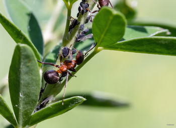 Несколько эпизодов пастушьей жизни... / ч.3 - Это наша корова, и мы её доим!