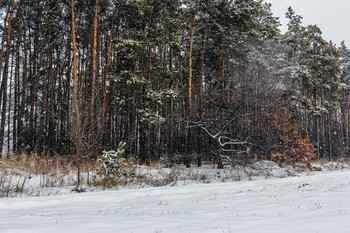 У края леса... / Зимнее утро около леса. Когда пошел снег. Лес немного в снегу. Идет снег. Дерево раскинутое около сосен.. Сосновый лес и зима. Заснеженное поле на ближнем плане.