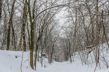 Вдаль, в арку... / Зима, лес. Зимним утром. Арка из ветвей деревьев и кустарника.. Тропа уходящая вниз в глубину леса на пригорке. Занесенные снегом ветви. Сходящиеся линии ветвей сверху. Занесенный снегом лесной массив.