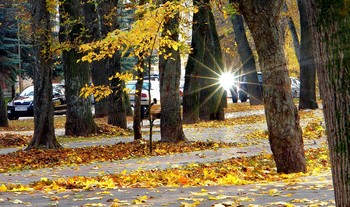 Люблю я солнца луч осенний...! / стволы деревьев жёлтые листья солнца луч