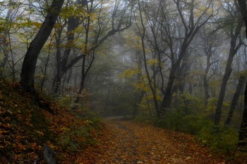 В осеннем лесу..... / Железноводск. Октябрь