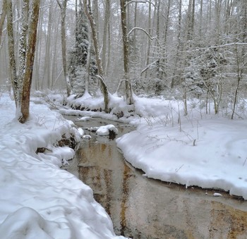 Лес после снегопада / Подмосковный лес