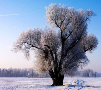 &nbsp; / einzelner Baum auf einer großen Wiese