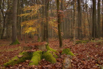 Последние листья .. / Осенний лесной пейзаж . Зарисовка .