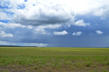 молодая кукуруза / в полях