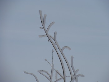 Тонкая грань / ветки в снегу