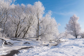 Frosty morning / морозное утро