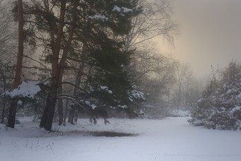 Туманное утро / Зима