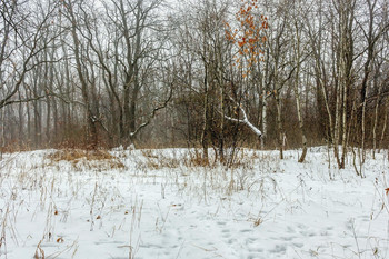 На поляне в лесу.. / В лесу утром зимним. Поляна, небольшая, в лесу. Занесенная снегом. И небольшая туманность.. Оставшаяся листва на стволе дерева.. И зимний островок высохшей травы.. Зависшая рогатка из дерева справа..