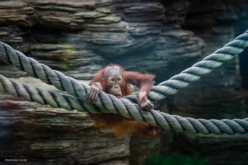 Orangutan / Orangutan