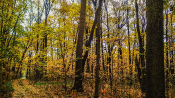 Воспоминание об осени... / ...