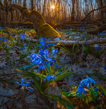 Весенний лес на закате / Цветёт пролеска сибирская (лат. Scilla siberica).
Природный заказник «Русский лес».
Из фотопроекта «Открывая Ставрополье». Март, 2019 год.