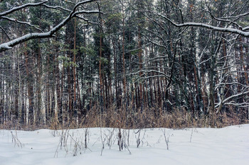 В рамках веток... / В лесу ранним утром в феврале.. Застывшая в снегу трава.. Верхушки травы на краю леса. При встрече сосен и деревьев лиственных в лесу. Зима, снег выпал, покрыл верхушки деревьев. Снег сверху на стволах деревьев. Рамка естественная из веток сверху. Как привлекающее внимание. Высокая трава, высохшая на среднем плане. А на заднем стволы сосен.