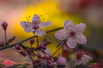 &nbsp; / Macro de flores.