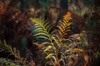 &nbsp; / Стараусник