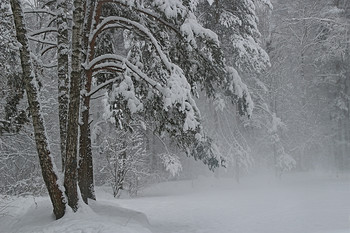 Метелица снегами стелется... / Февраль в московских парках...