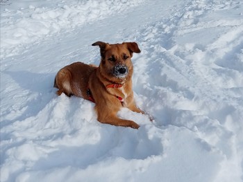 Рыжая.. / Зима. Рыжая собака на снегу..