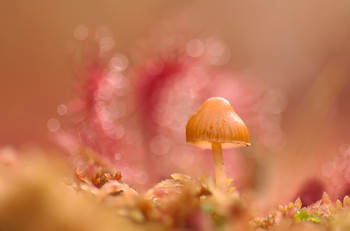 В росяночном боке :) / грибок :)