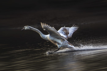 Скорость / приводнения