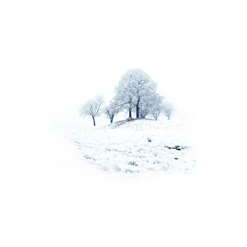 White / Snow clad trees in winter landscape