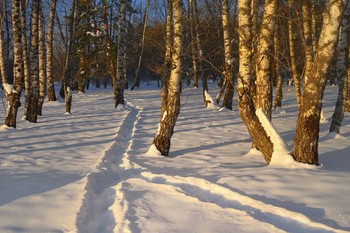 Зимнее утро / Березовая роща