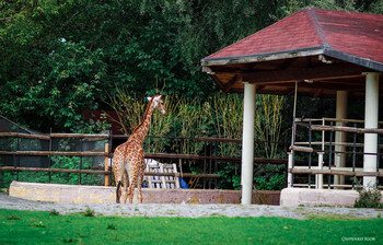 Жираф / Жираф