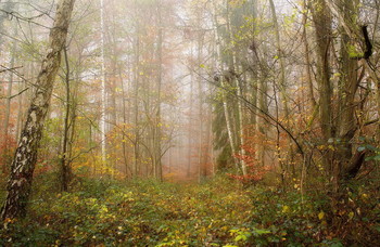 Нежность.. / Осенний лесной пейзаж .