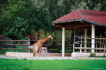 Жираф / Жираф— парнокопытное млекопитающее из семейства жирафовых. Является самым высоким наземным животным планеты.