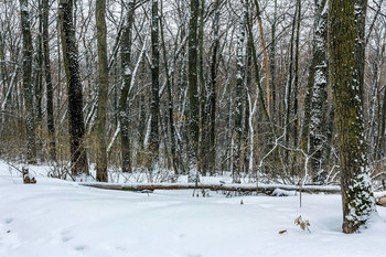 В лесу зимним утром / Лес, зима, февраль.. Зимнее утро в лесу. Стволы деревьев в снегу, после снегопада. Когда выпал снег. Ростки молодые дубовые справа, из под снега.. Дерево, бревно на переднем плане занесенное снегом. Порядок стволов деревьев в зимнем лесу.. Снег, малый сугроб впереди перед лесом..
