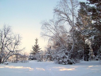 Зимний лес / Иркутская область