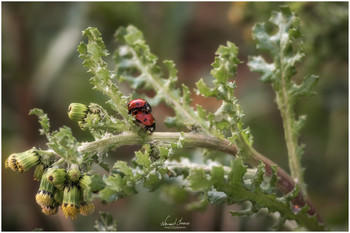 &nbsp; / Ladybugs caught in action with Nikon D5600 and Carl Zeiss Sonnar 135mm.