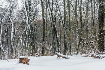 И выпал ночью снег.. / В лесу зимним утром в феврале.. Прошла небольшая метель, падал снег. И наступило утро в лесу. Зима, лес, занесенный снегом пень слева. И деревья снегом запорошены.. Снежный наст на краю лесного массива. Коряжки деревьев под снегом..
