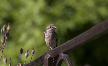 На том-же месте,в тот-же час... / Утром в июле...