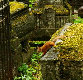Века и мгновение / Кладбище Донского монастыря в Москве