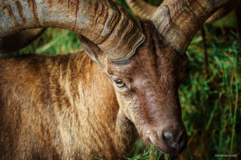 Дагестанский тур / Парнокопытное млекопитающее из рода горных козлов.