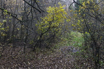 Осенний лес в окрестностях платформы &quot;43 км&quot; (Горьковское направление) / Осенний лес в окрестностях платформы &quot;43 км&quot; (Горьковское направление)