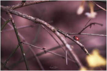 &nbsp; / Ladybug shot with Nikon D5600 and Carl Zeiss 135mm f3.5 lens.