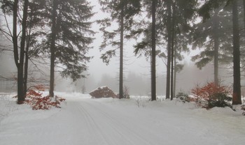 Лыжня в туманном лесу / Утро. Пока не появились лыжники..