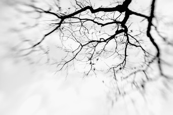 Сетчатка / Описание* ЛБ