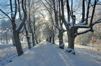 В парке / февраль