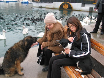 без названия / Любите и дворняжек