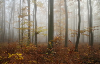 Осенние туманы / Утро в осеннем лесу. Пейзаж .