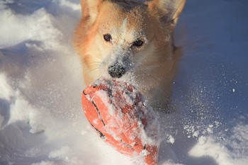 Любимая игрушка / Собака бежит по снегу