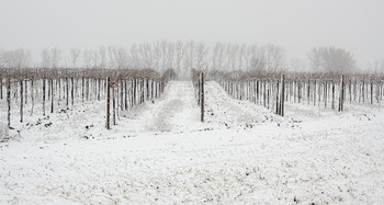 Зимний виноградник / Южная зима, Анапа.