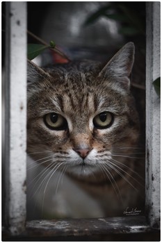 &nbsp; / Street cat captured with Nikon D5600 and Carl Zeiss Sonnar 135mm 3.5 (zebra).