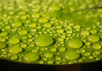 После дождя / Лист кувшинки