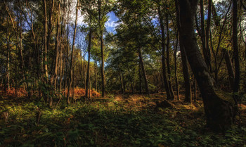 В лесу / хорошо прогуляться