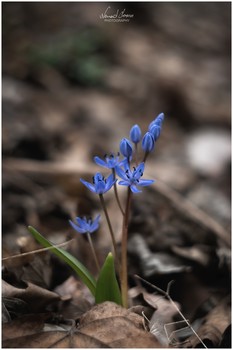 &nbsp; / Scilla bifolia (alpine squill or two-leaf squill) captured with Nikon D5600 and Carl Zeiss Sonnar 135mm f3.5 (Zebra) lens